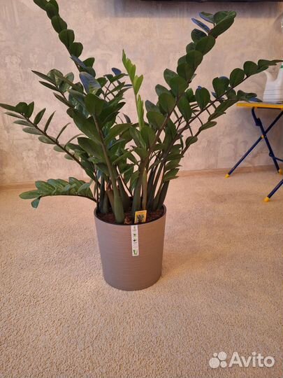 Замиокулькас