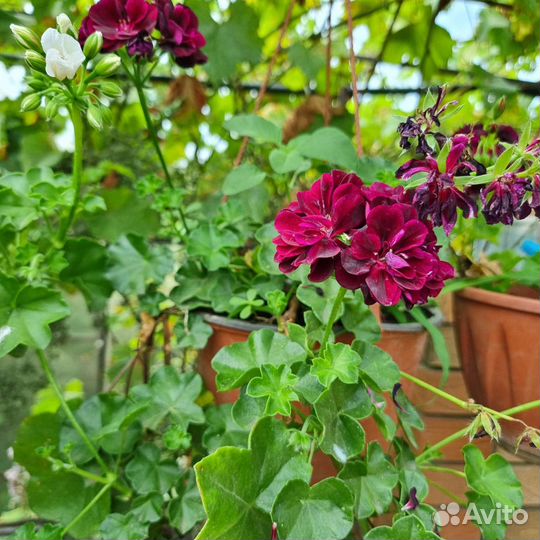 Пеларгония герань плющевидная