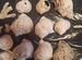 Морские ракушки раковины для аквариума