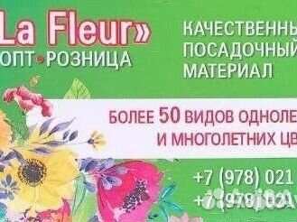 Хризантема