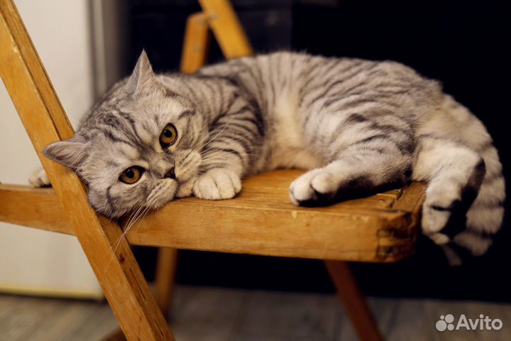 Шотландский прямоухий кот для вязки