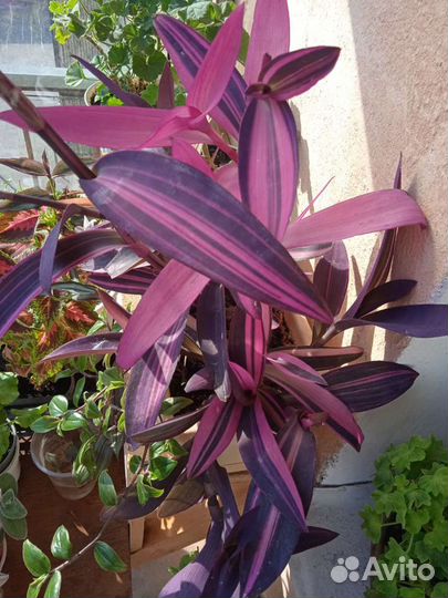 Каллизии.Сеткреазия вар. Коллекция