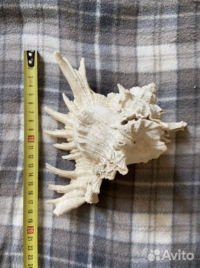 Ракушка 15-20см