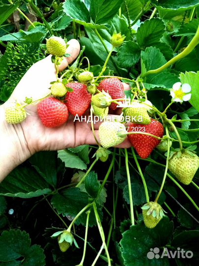 Рассада клубники