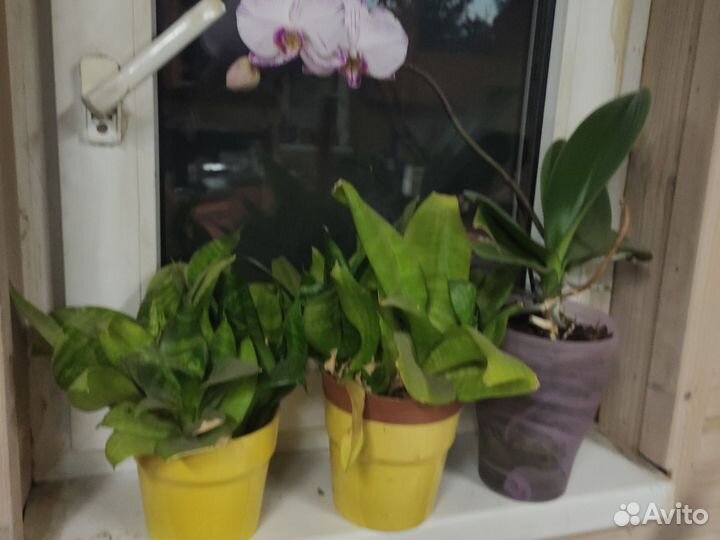 Комнатные растения