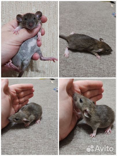 Крысята дамбо