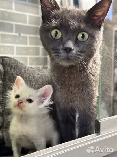 Котики из приюта в добрые руки