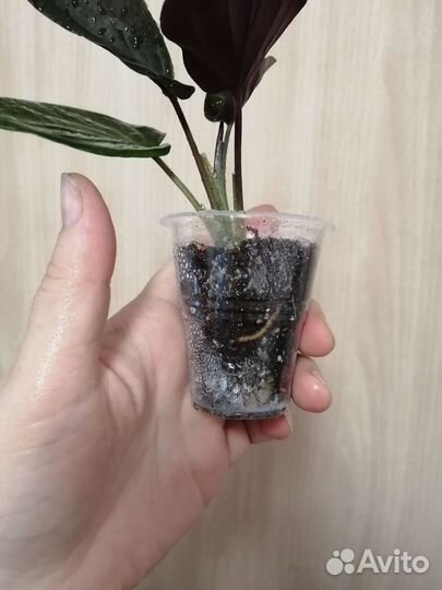 Сингониум Red arrow