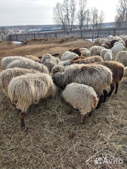 Стадо,овцы,корова,бык племя
