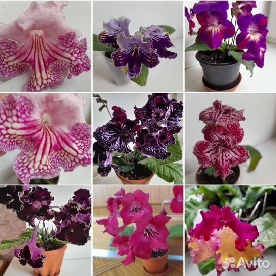 Стрептокарпус (фрагменты)