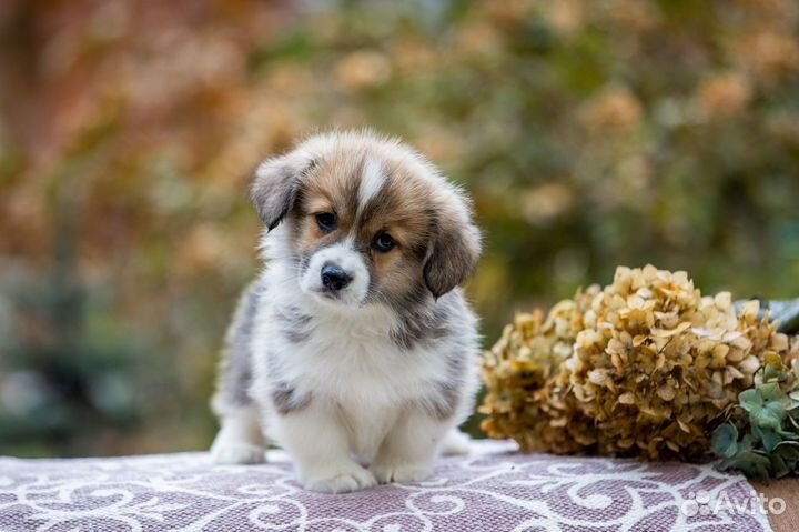 Мальчик пемброк