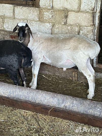 Бараны гиссарские