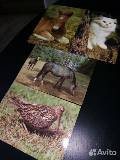 Открытки животных и птиц из СССР