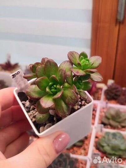 Здоровые эхеверии по 200