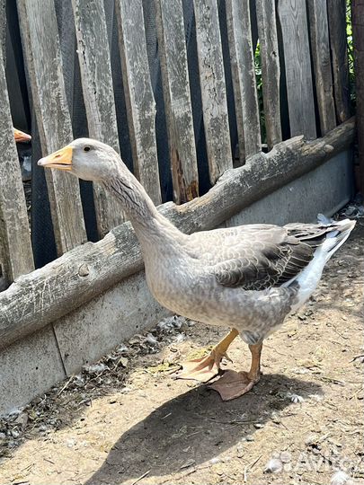 Гусак племенной с дикой уткой