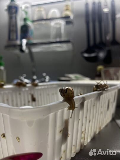 Улитки ахатины