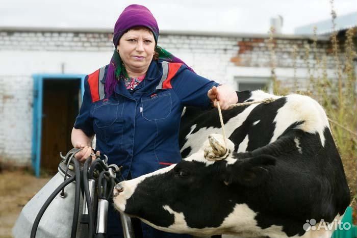 Доярка Дояр Вахта на фермах Краснодарского края