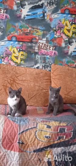 Котята бесплатно