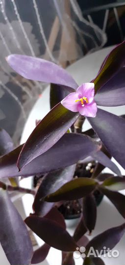 Фикус Бенджамина, традисканция фиолетовая