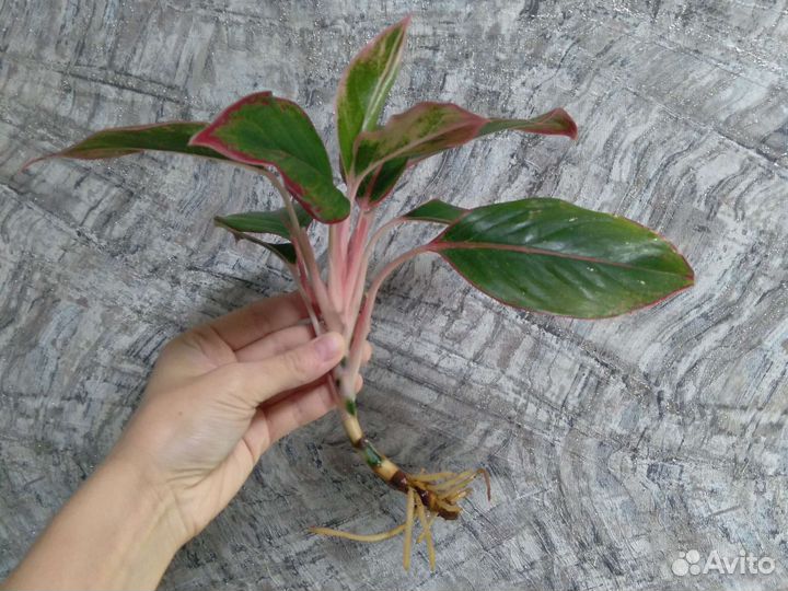 Аглаонема Крит делёнки