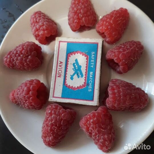 Саженец малинового дерева