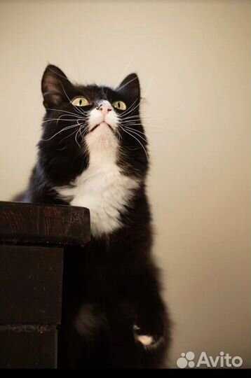 Кошечка из приюта