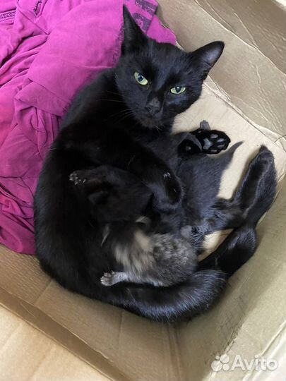 Кошка в дар