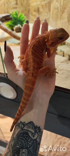 Бородатая агама