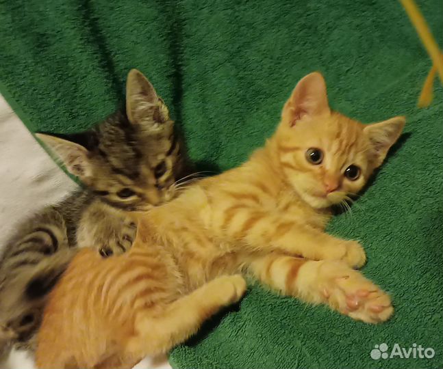 Кошки в добрые руки