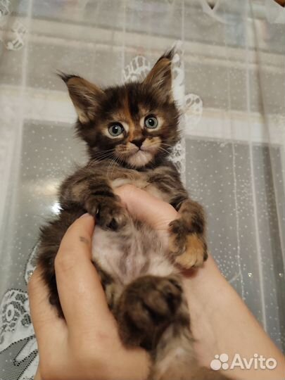 Продам котят мейн кун