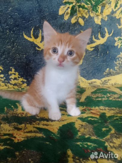 Красивый мальчишка в добрые руки