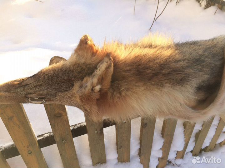 Шкура волка