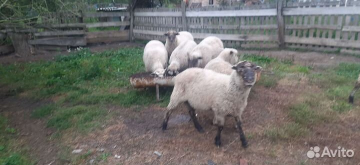 Продам отару овец,цена договарная