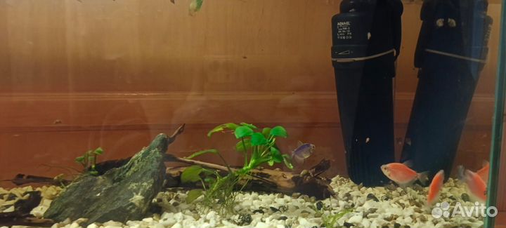 Аквариум