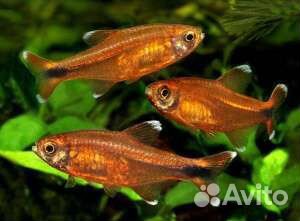 Аквариумные рыбки