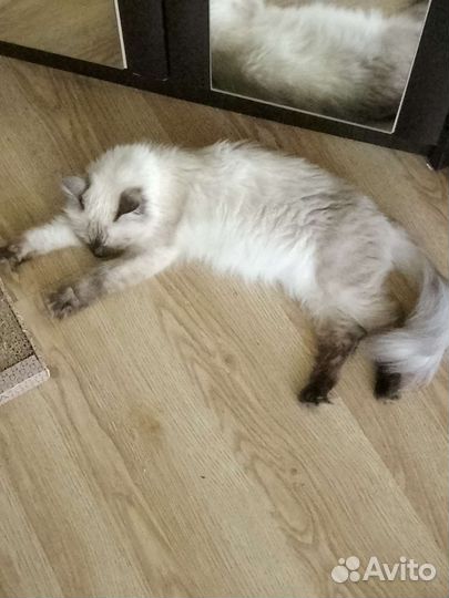 Невская маскарадная