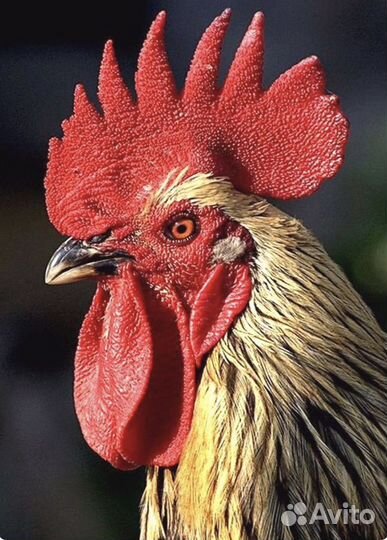 Продам петухов