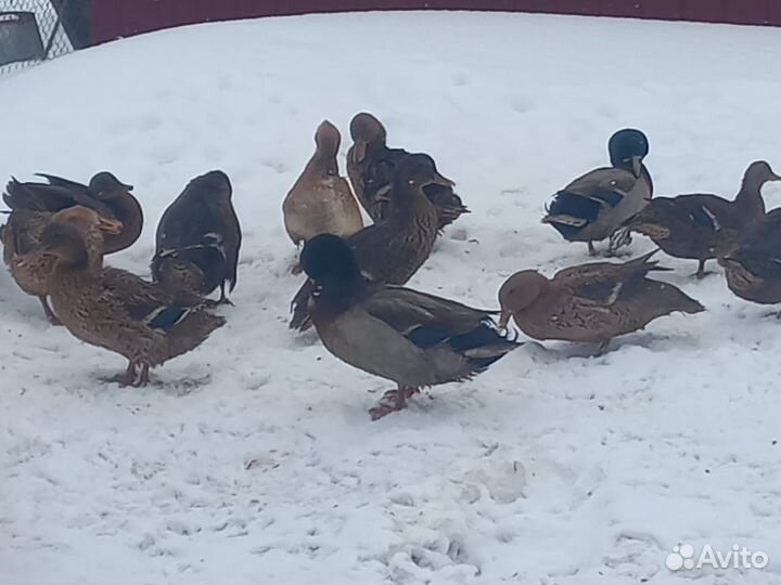 Подсадные утки