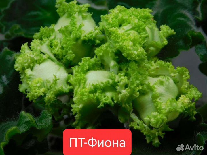 Фиалки сортовые