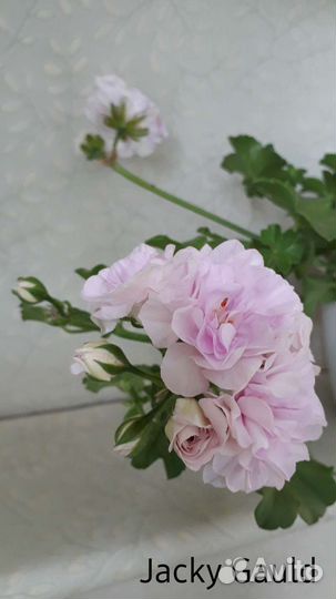 Пеларгония плющелистная