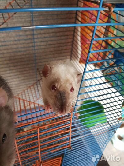 Крысы с клеткой
