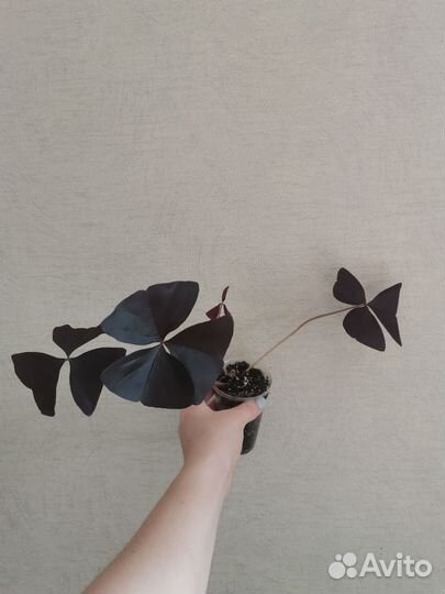 Оксалис Black Velvet