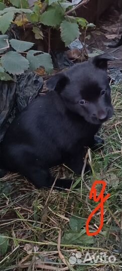 Собаки щенки бесплатно