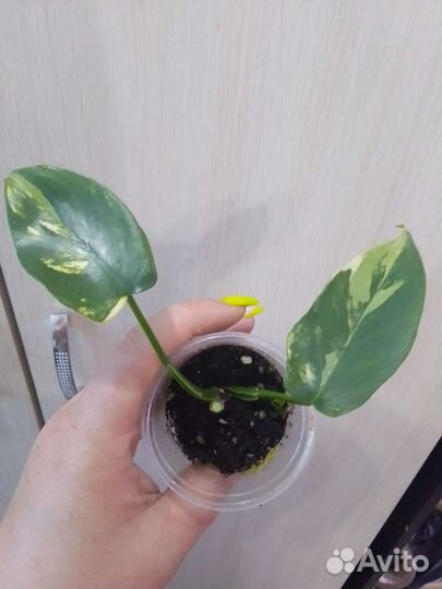 Филодендрон виолин вар/гитара вар