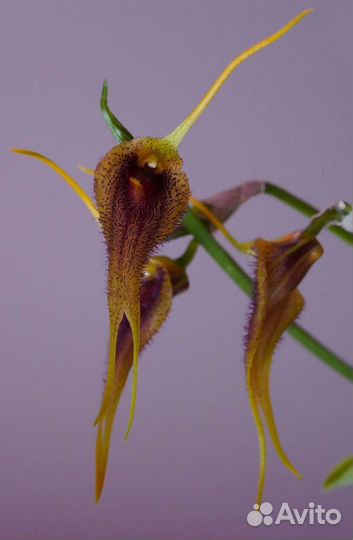 Masdevallia bennettii