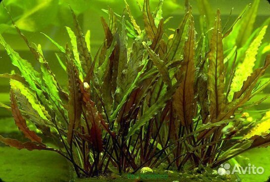 Криптокорина