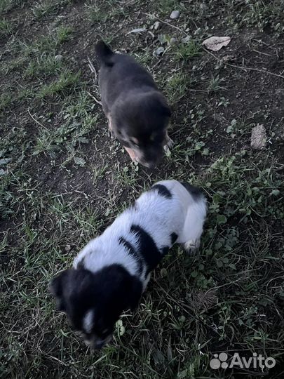 Отдам в добрые руки