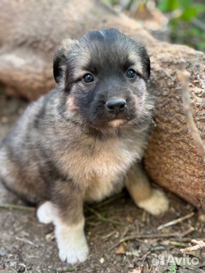 Щенки в добрые руки