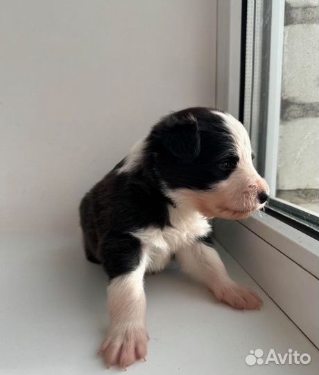 Бордер колли щенки