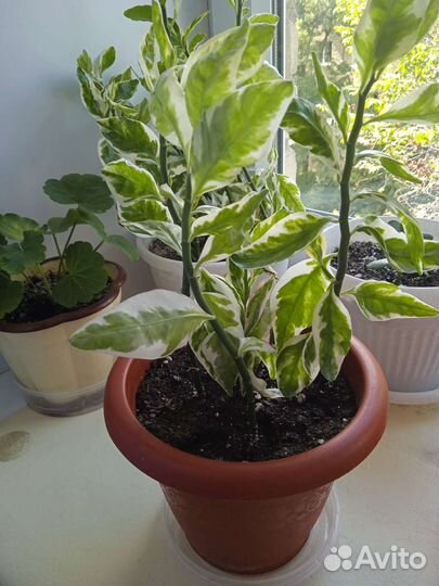 Комнатные растения